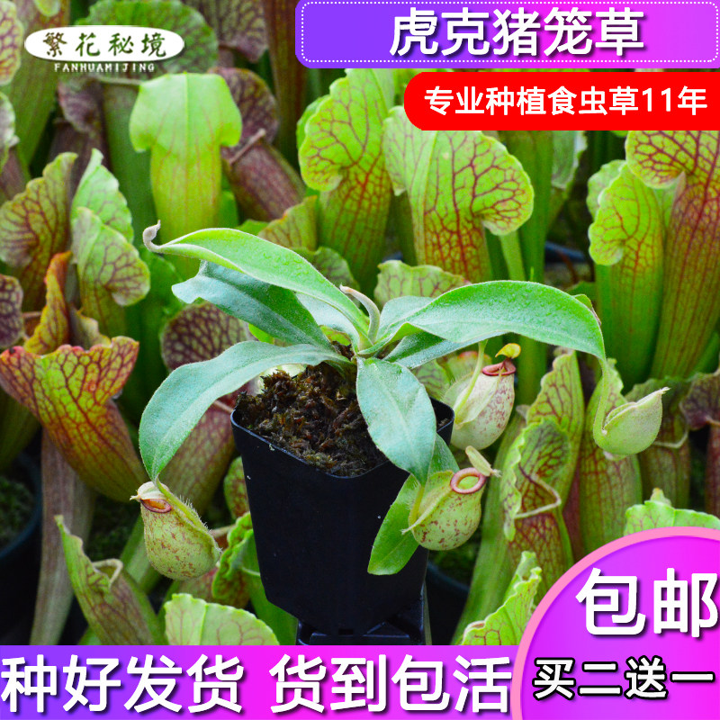虎克猪笼草【迷你型可爱圆笼食人花盆栽绿植多肉电脑桌办公桌】图片