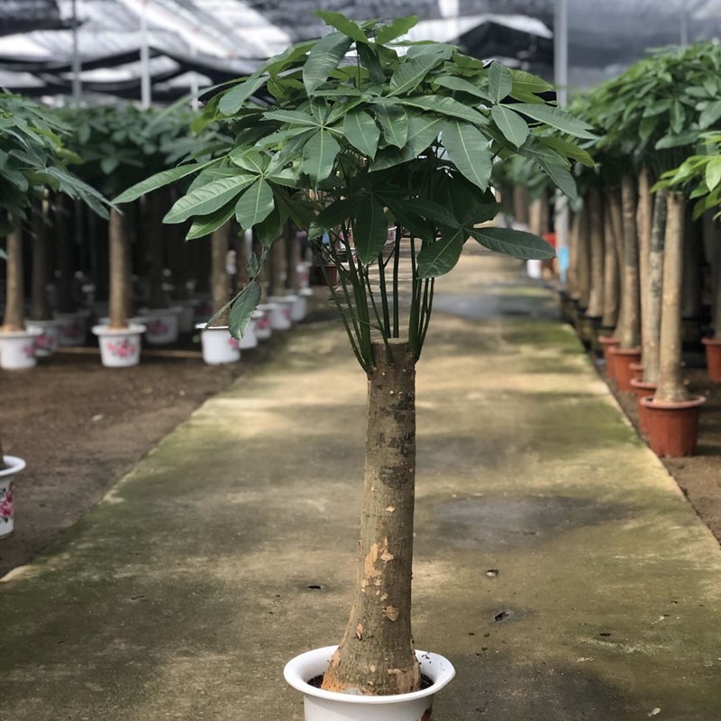 发财树辫子盆栽大型绿植吸甲醇客厅北欧净化空气室内办公阳台包邮