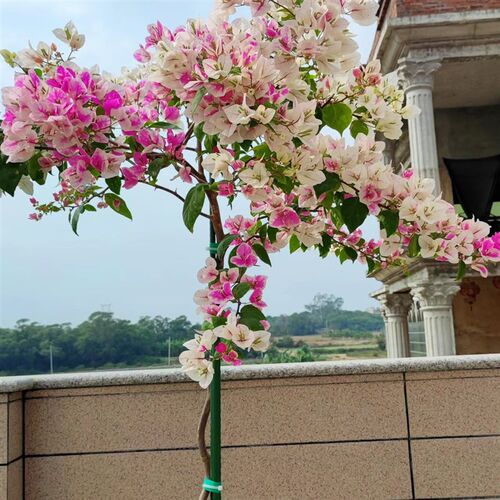 漳红樱三角梅漳州红樱高飘好养勤花四季开花阳台庭院爬藤绿植