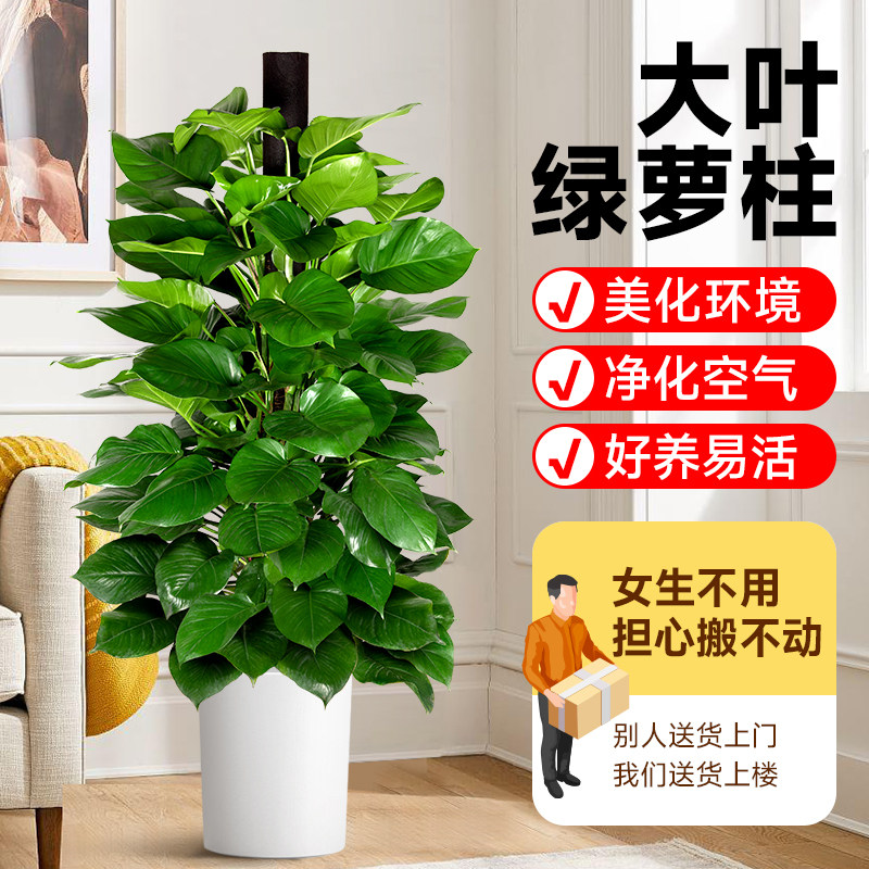 大叶绿萝柱大颗盆栽客厅绿植室内吸甲醛净化空气开业送礼四季好养