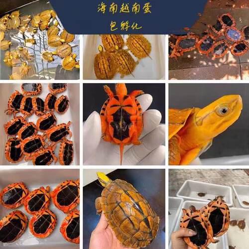 纯种海南金钱龟蛋三线闭壳龟蛋招财镇宅宠物龟越南大米底
