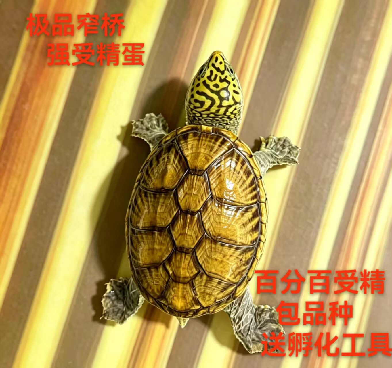 窄桥乌龟龟蛋窄桥蛋龟受精蛋蛋龟之王包受精包品种包配套孵化工具