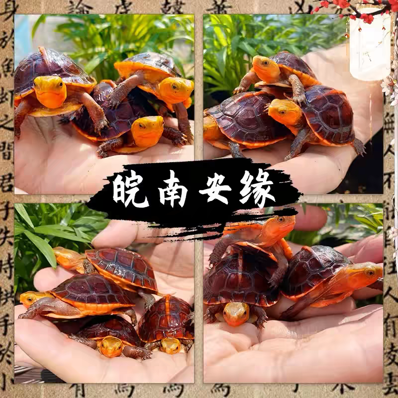 黄缘龟蛋龟苗皖南安徽缘浙缘大陆缘台缘高颜值半水可爱宠物龟蛋