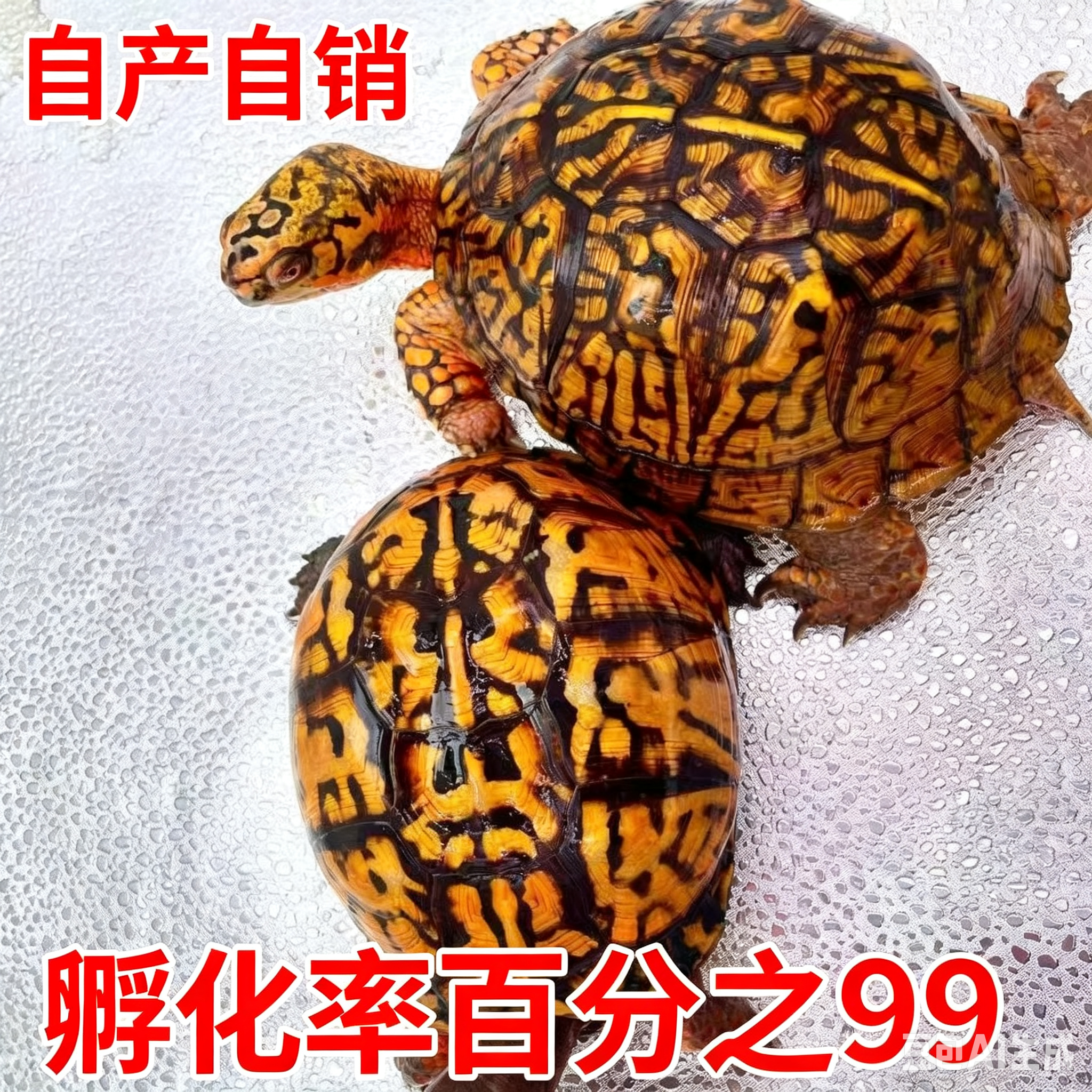 东部箱龟蛋可孵化原种东箱乌龟蛋可孵佛箱龟蛋受精蛋满花粗纹金