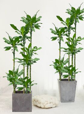 螺纹铁植物大盆栽室内易活四季常青客厅轻奢落地招财树真绿植盆景