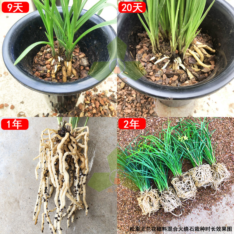 松栗王兰花草专用植料有机营养土发酵树皮颗粒春蕙建墨寒基泥包邮