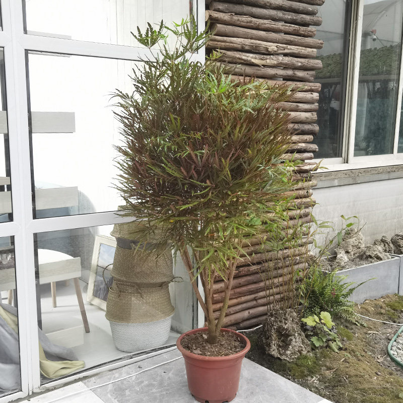 重庆孔雀木大型名贵绿植盆栽办公室客厅植物四季常青细叶北欧风