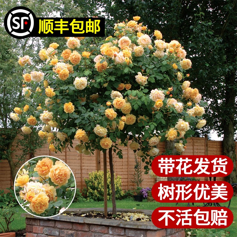 果汁阳台月季棒棒糖树桩带花月季花苗好养开花卉植物庭院蔷薇花苗