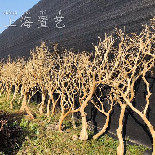 原木树枝干树枝 去皮树枝 室内造型树枝枯树枝装饰 树枝造景 橱窗