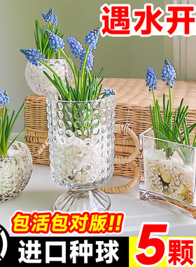 葡萄风信子大种球水培植物室内秋冬盆栽风信子郁金香好养花卉绿植
