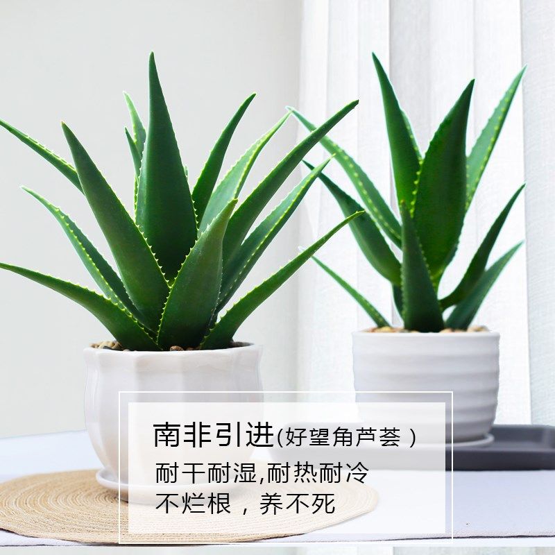 芦荟盆栽美容可食用室内净化空气清新植物办公室桌面好养易活绿植