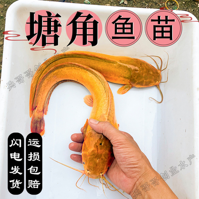 塘角鱼鱼苗淡水 养殖食用本地塘鯴鱼苗鲶鱼苗大全鱼苗批 发鮎鱼苗