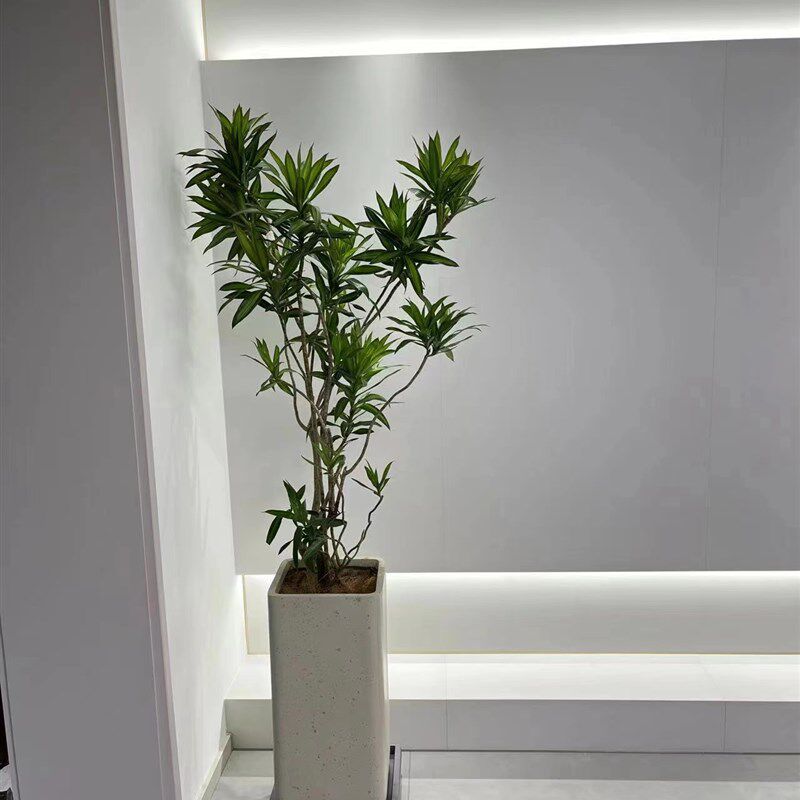 大型室内绿植百合竹盆栽北欧风植物客厅办公室净化空气好养易活
