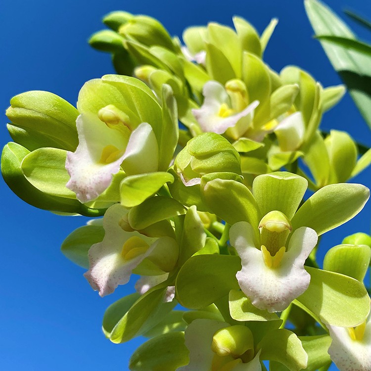 大花蕙兰【香水香兰】年宵花绿色