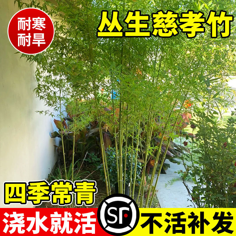 丛生慈孝竹盆栽苗绿植庭院室外景观竹子苗南北方青竹四季好养植物图片
