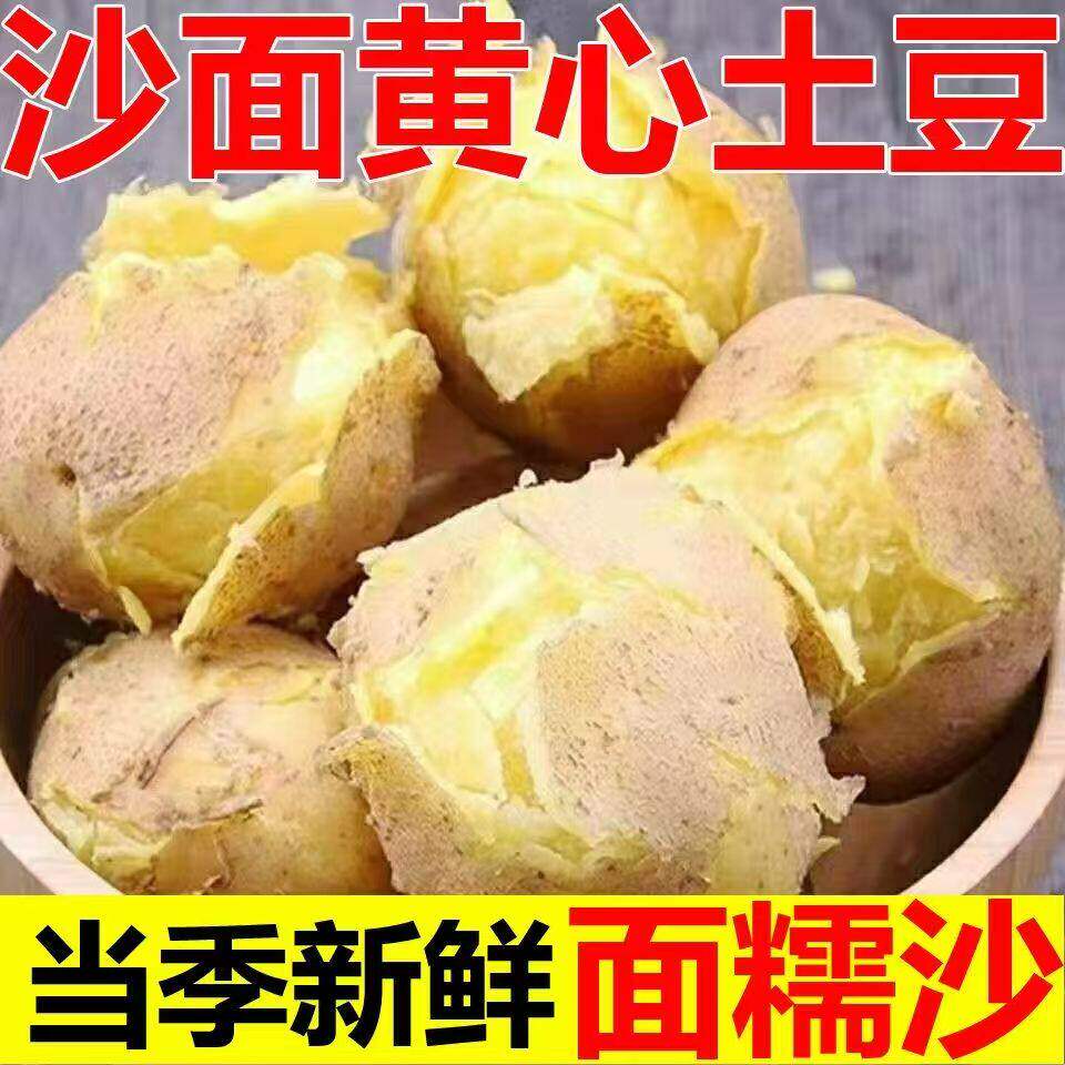 26年甘肃定西沙面土豆新鲜小土豆