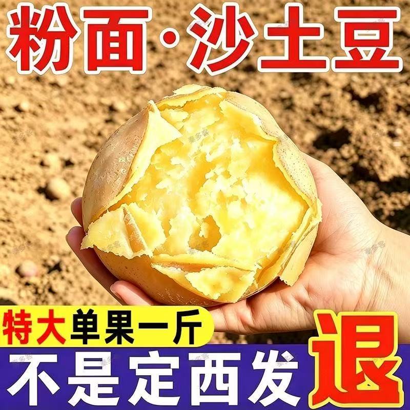 新鲜甘肃定西沙面土豆新鲜洋芋