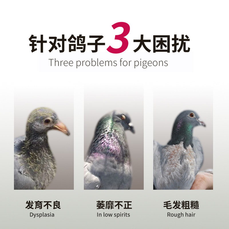 鸽子食粮万家鸟食赛信鸽专用幼鸽1号小玉米营养饲料鸽粮50斤包邮