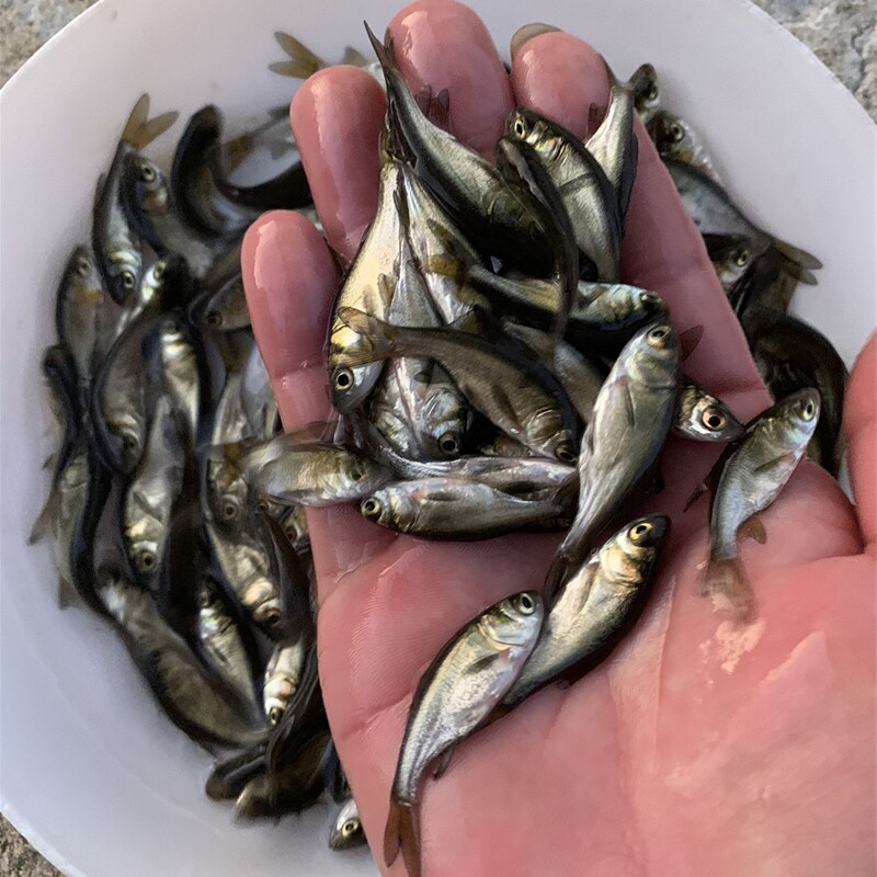 优质花鲢鱼苗大头鳙鱼胖头鱼芝麻花鲢包头鱼白鲢四大家鱼冷水养殖