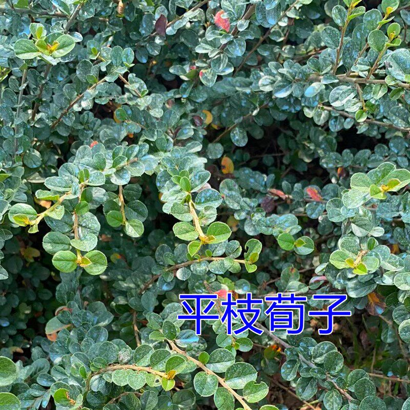 匍匐灌木平枝荀子 适合新手种植绿植 室内外绿化工程苗木 净化空