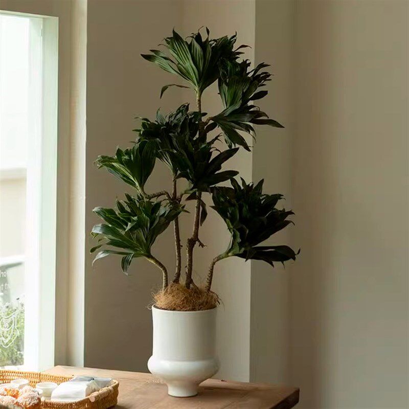 新品太阳神盆栽密叶龙血树造型网红室内客厅绿植大型植物