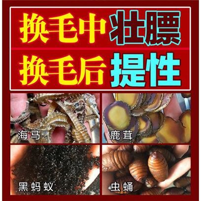 斗雀王鸟食 提性壮膘1号打彩料手工画眉鸟食饲料专用斗鸟料唱鸟粮