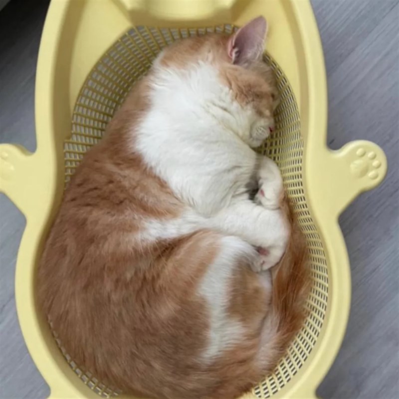 菜篮子猫窝闭眼入猫体工学窝四季通用舒适透气猫床无猫不躺宠物窝