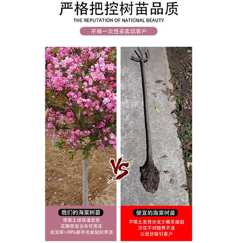 西府海棠树苗海棠树苗垂丝海棠花树苗盆栽室外庭院风景树地栽植物