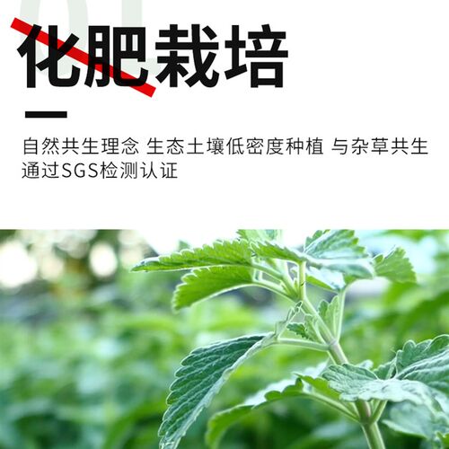 肥比的家 生态种植猫薄荷 猫咪自嗨镇静减压 补充植物纤维排毛球
