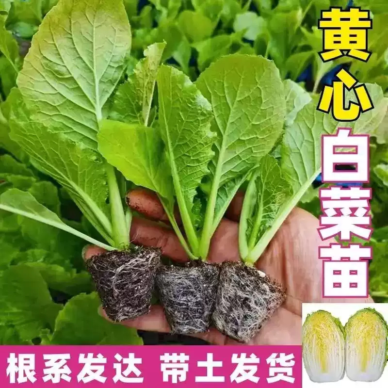 【下单立减50】黄心大白菜耐热易种阳台庭院盆栽菜园种植蔬菜JK