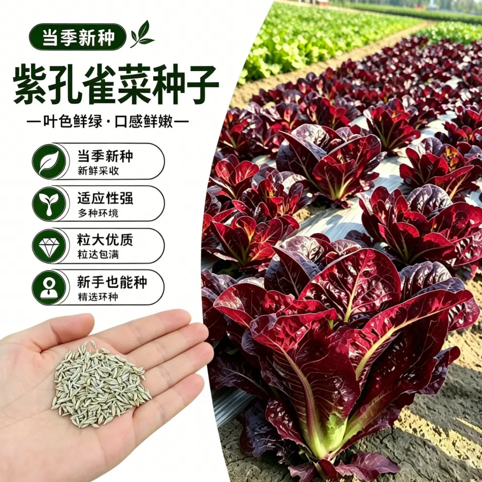 【下单立减50】紫色孔雀菜种子盆栽地栽阳台小院种植_gj