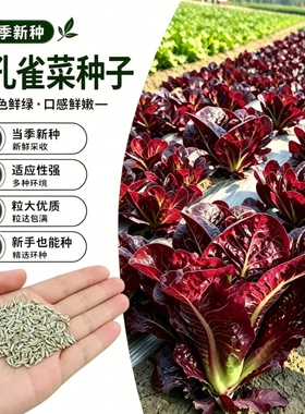 【下单立减50】紫色孔雀菜种子盆栽地栽阳台小院种植_gj
