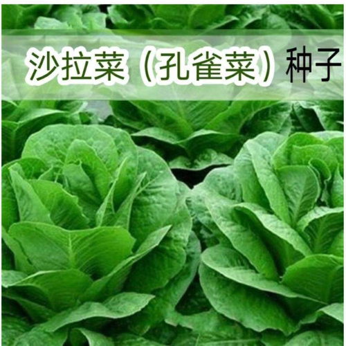 【下单立减50】孔雀菜种子直立油麦菜生菜沙拉菜种籽生吃脆甜_gj2