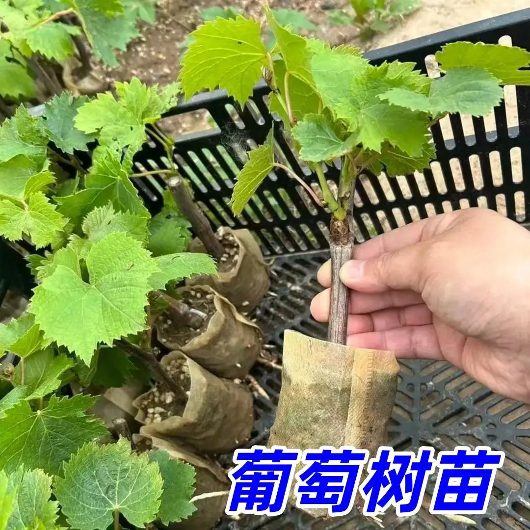 【下单立减50】葡萄树苗盆栽地栽农家菜园，庭院种水果苗子gj