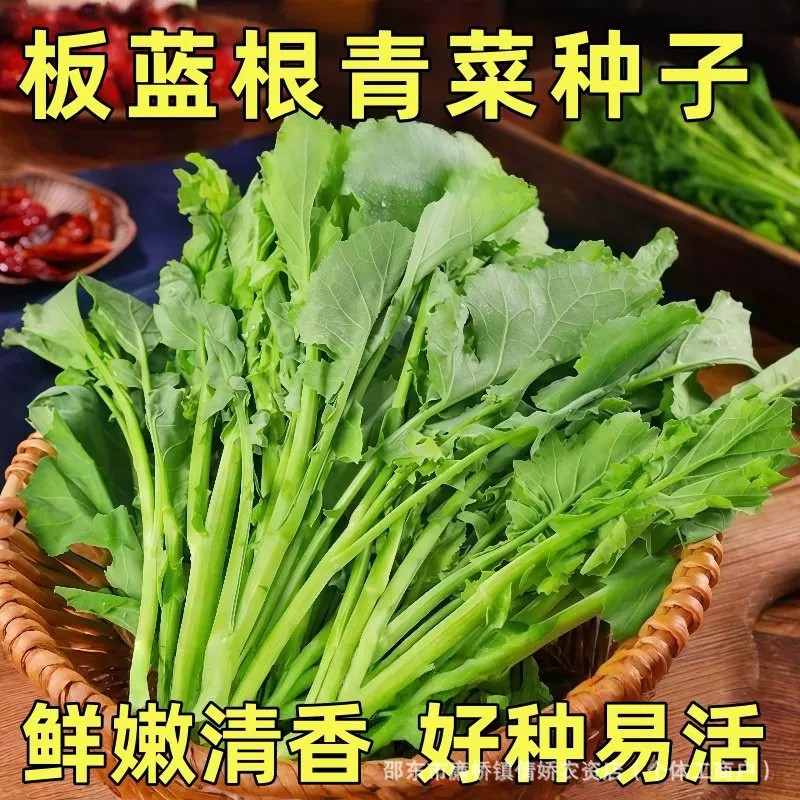 【下单立减50】板蓝根青菜苔种子籽种早熟菜薹种籽四季小青菜HL