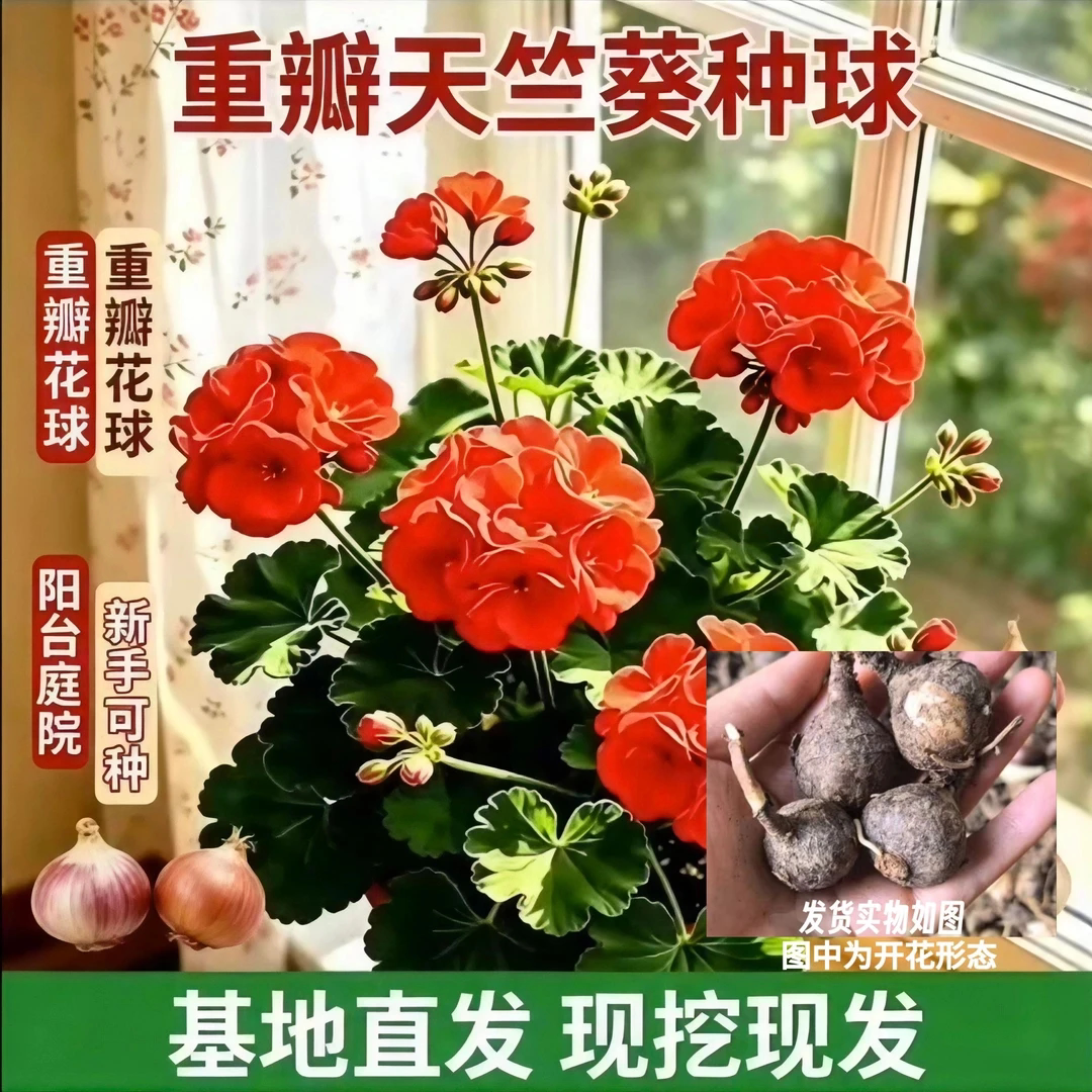 【下单立减50】瓣天竺葵种球 多色大花重瓣 四季观赏花YZ