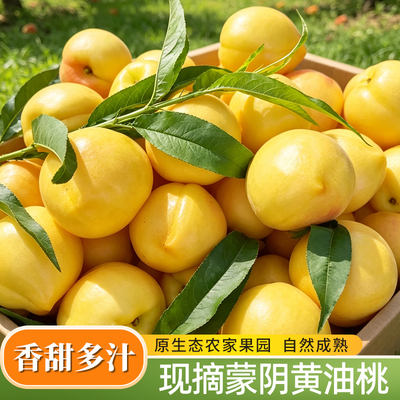 正宗山东蒙阴黄金油桃新鲜水果当季蜜桃脆甜现摘现发无毛大黄油桃