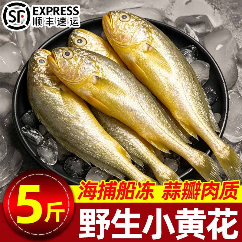 浙江海捕小黄花鱼新鲜冷冻整箱