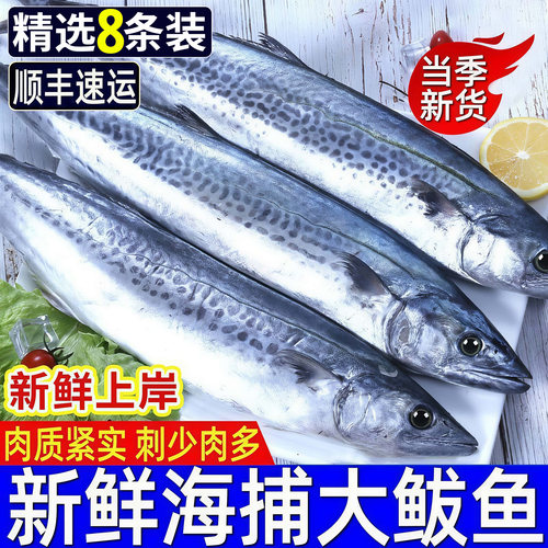 新鲜海捕燕鲅鱼大鲅鱼船冻马鲛鱼燕鲅鱼整只无冰青岛大鲅鱼顺丰