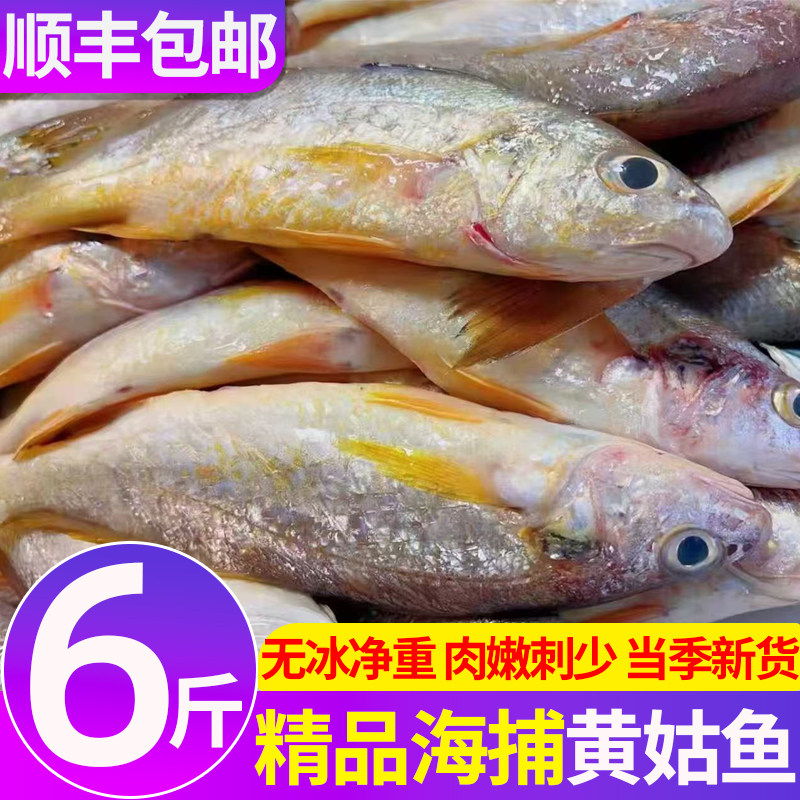 6斤精品无冰纯干黄姑鱼商用家用