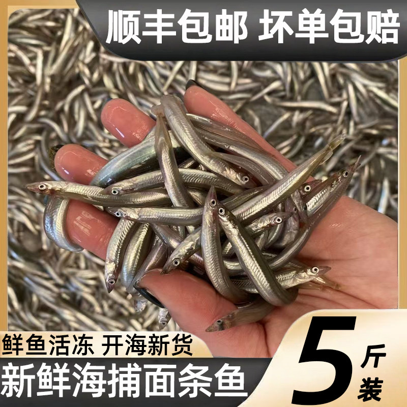 净重5斤新鲜海捕现钓面条鱼