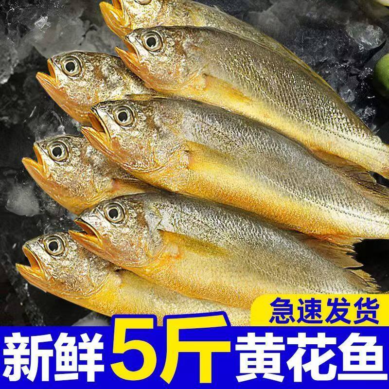 5斤野生海捕小黄花新鲜冷冻黄花