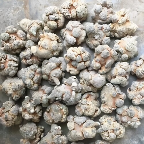 正宗文山三七30头40头整个三七个