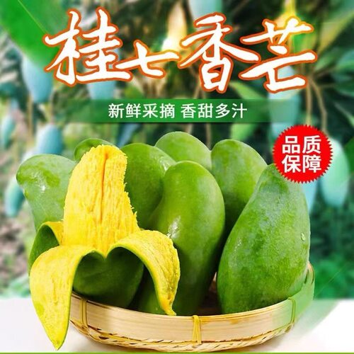 广西百色田东桂七芒果香味十足