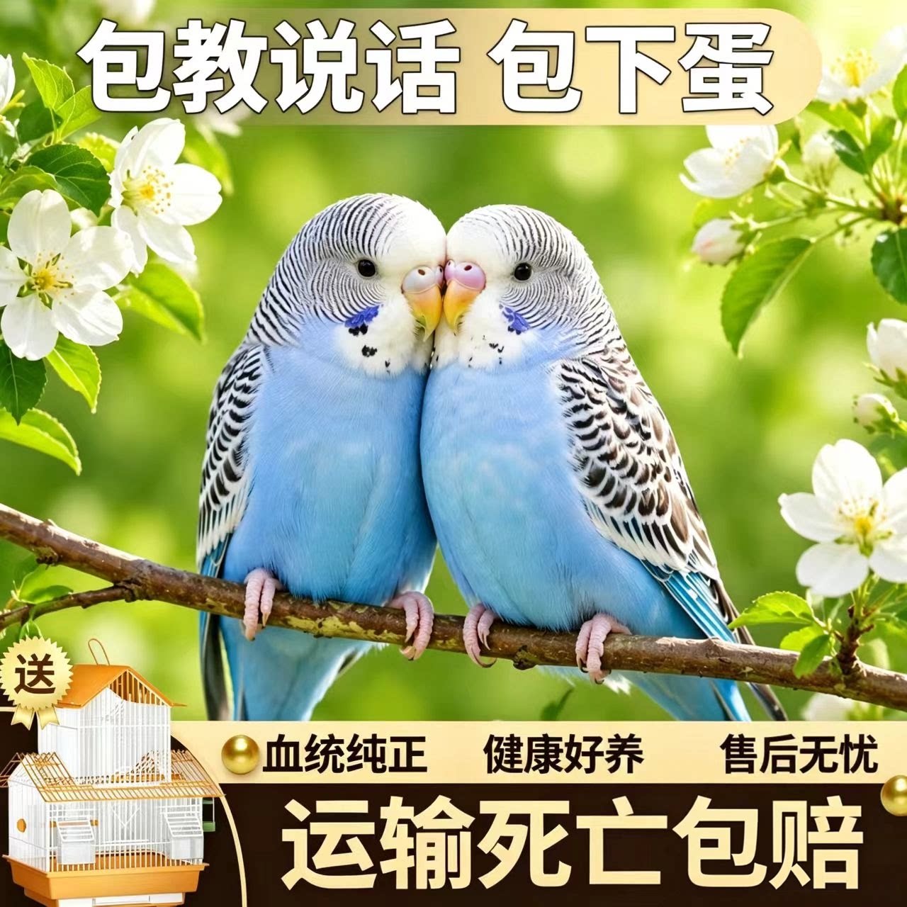 彼蔬鹦鹉一公一母带鸟笼包教说话图片
