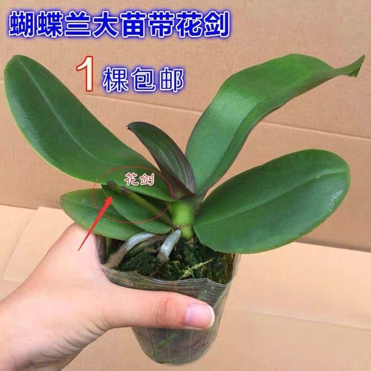新款大花蝴蝶兰花苗盆栽