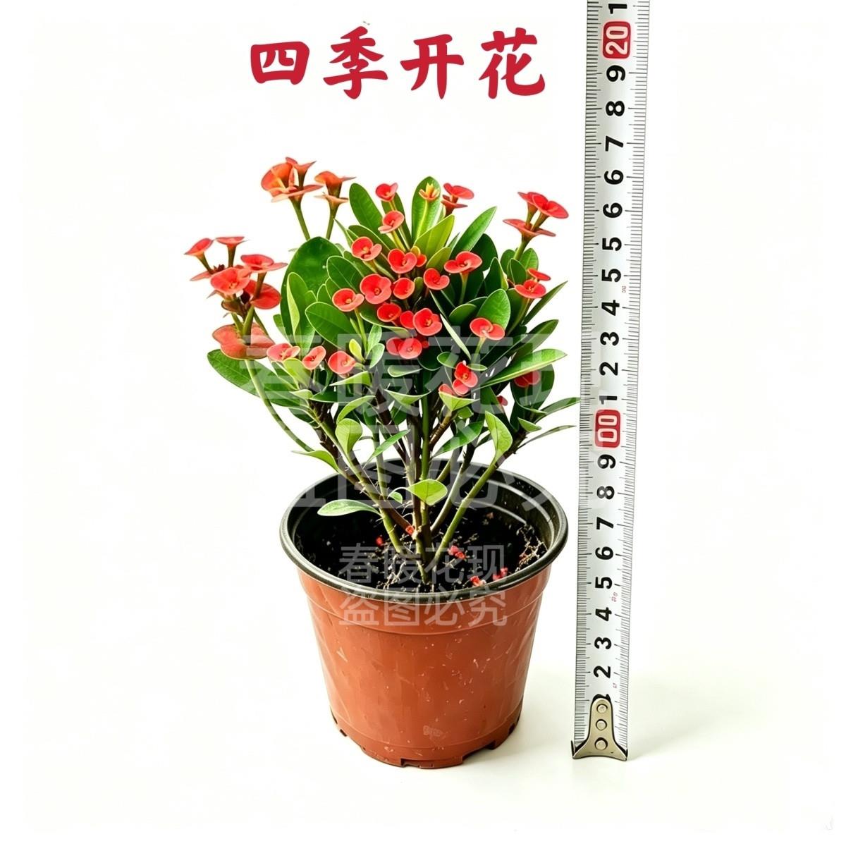 虎刺梅铁海棠盆栽植物阳