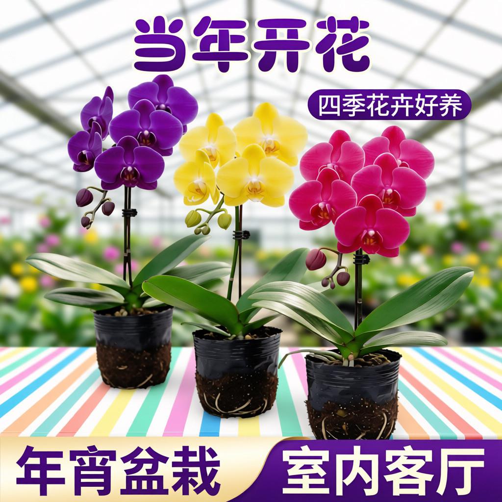 蝴蝶兰花剑花苞当年开花