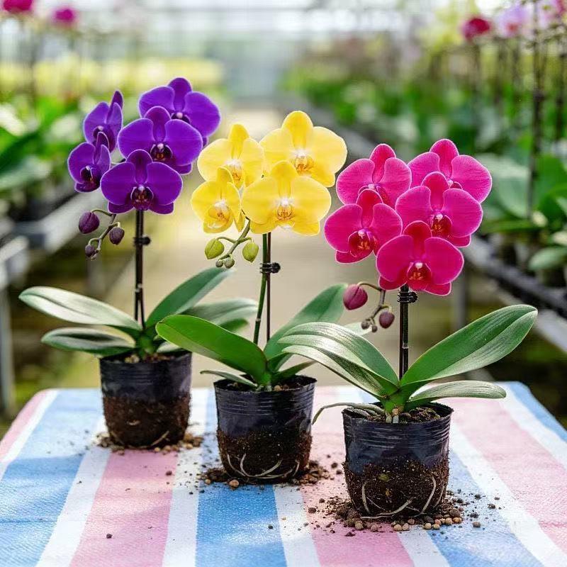蝴蝶兰大花花苗当年开花