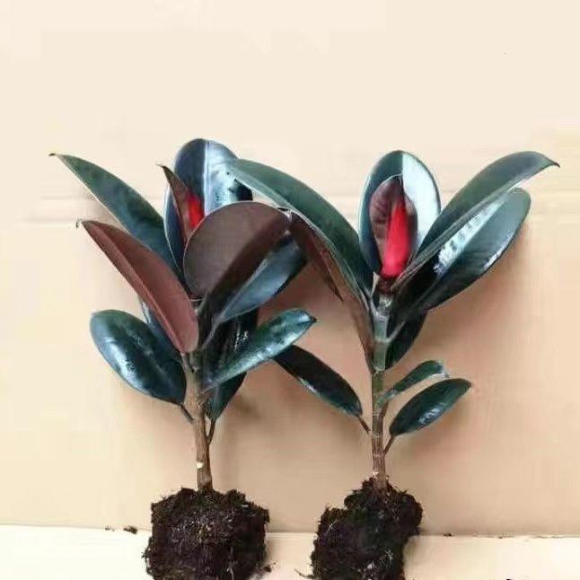 绿植黑金刚盆景花卉懒人